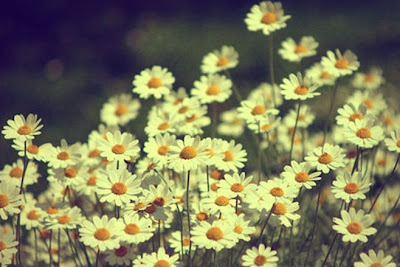 daisies through concrete