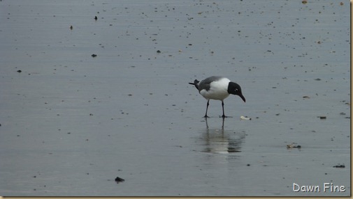 hunting island last day_024