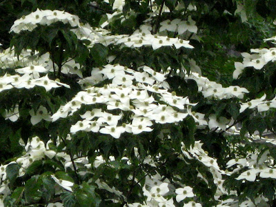 he Dogwoods comprise a group of 30-50 species of mostly deciduous woody plants