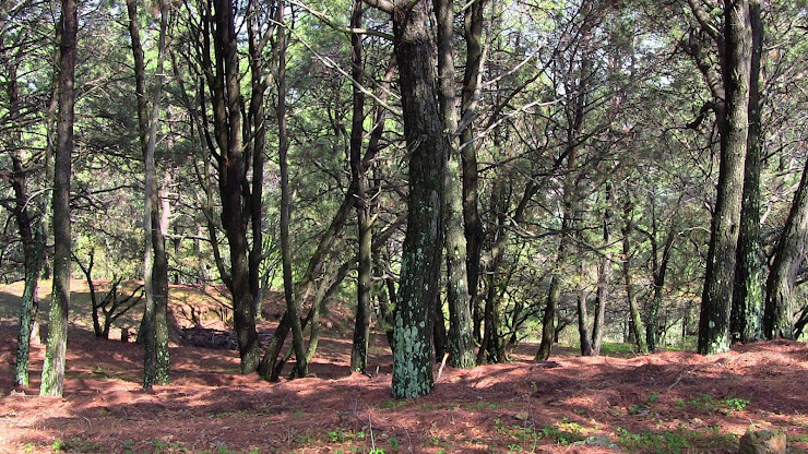 pinos de iramuco