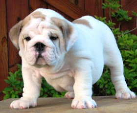 White English Bulldog Types of Dogs