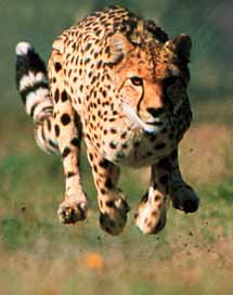 Fastest Running Animal Cheetah - 1