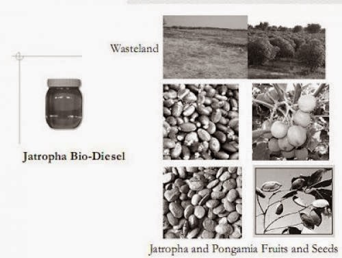 Biodiesel In Pakistan