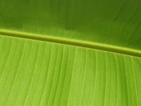 green leaves