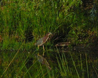 green heron