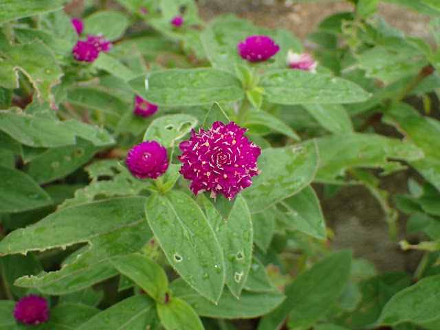 Gomphrena globosa