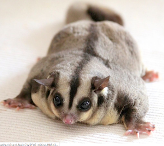 Jenis sugar glider