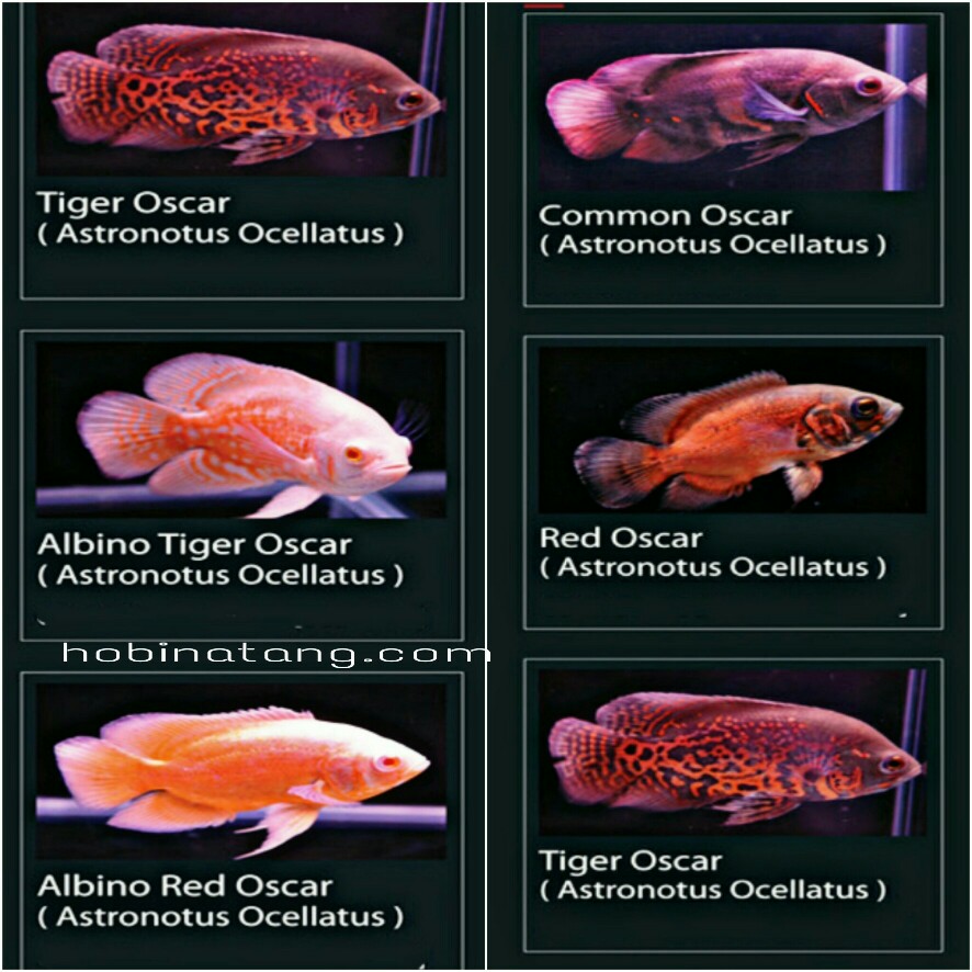 11 Jenis Ikan  Oscar  Paling Bagus dan Harganya