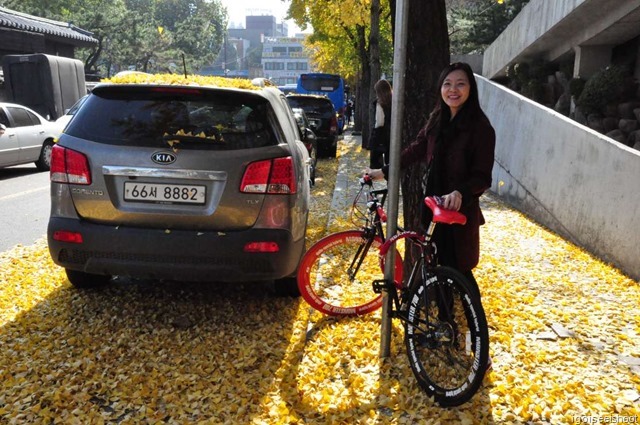  Yellow gingkgo leaves in autumn at  street outside Changdeokgung 