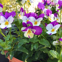 Violas
