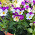 Violas