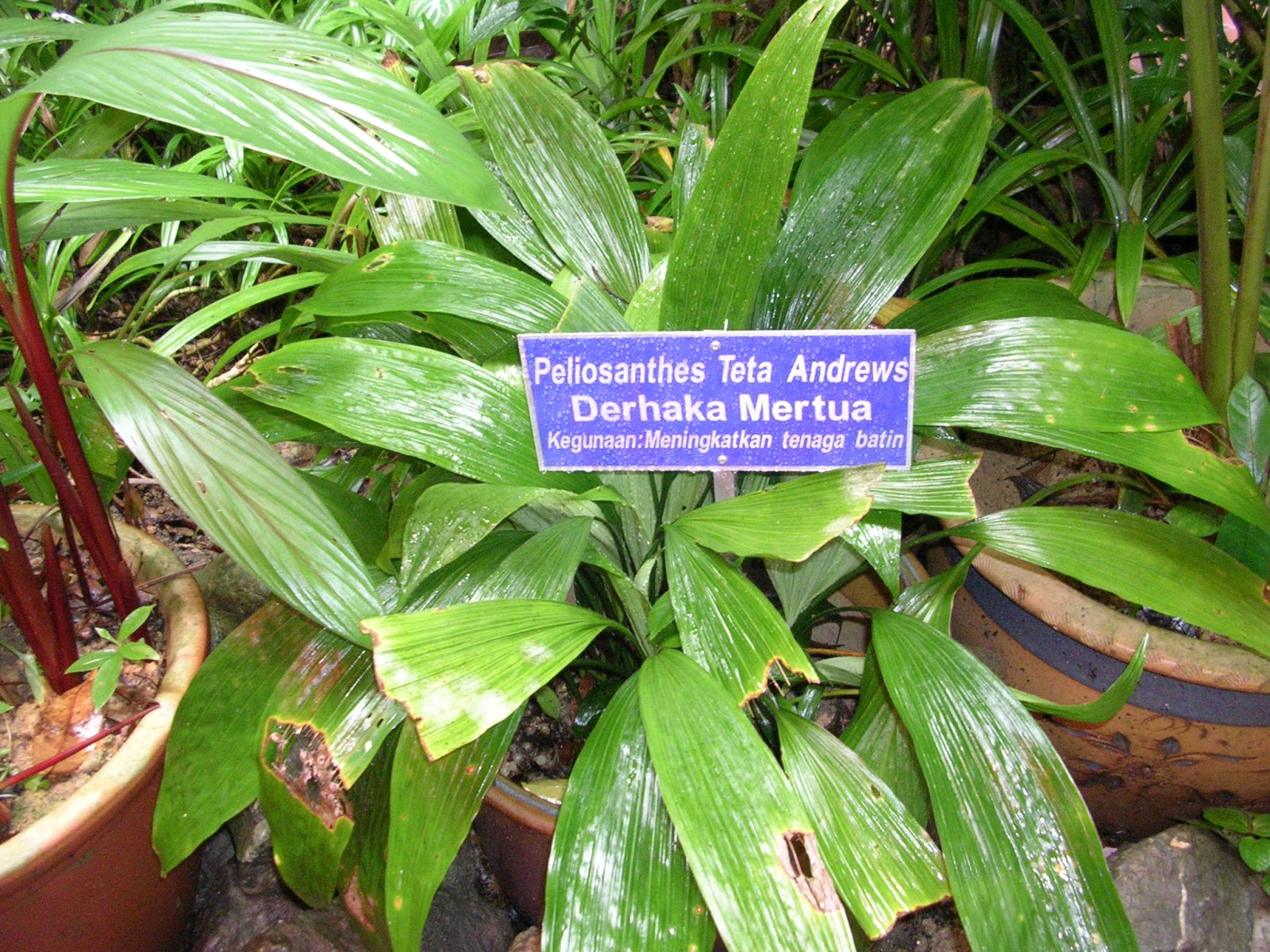 Pokok Herba Derhaka Mertua  Akif Imtiyaz