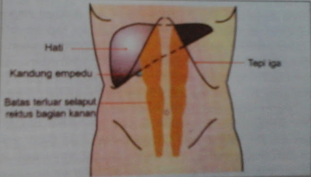 Anatomi Dan Fisiologi Hati