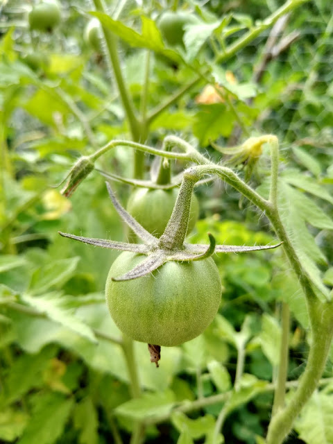 They are already kind of big, once they are ripe they are going to be huge!