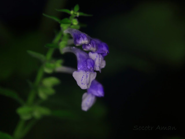 Scutellaria pekinensis