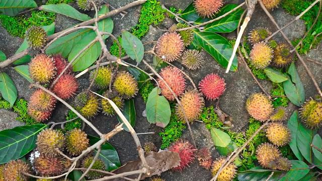 rambutan rapiah