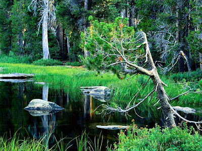 tree in between flowing water