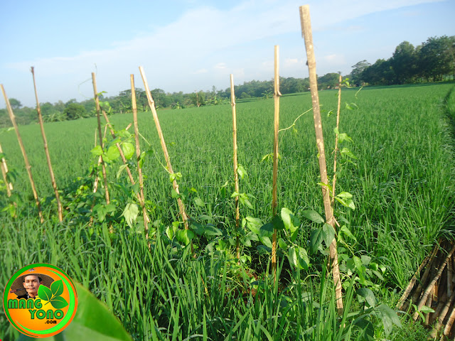 Foto: Tanaman kacang panjang di pematang sawah.