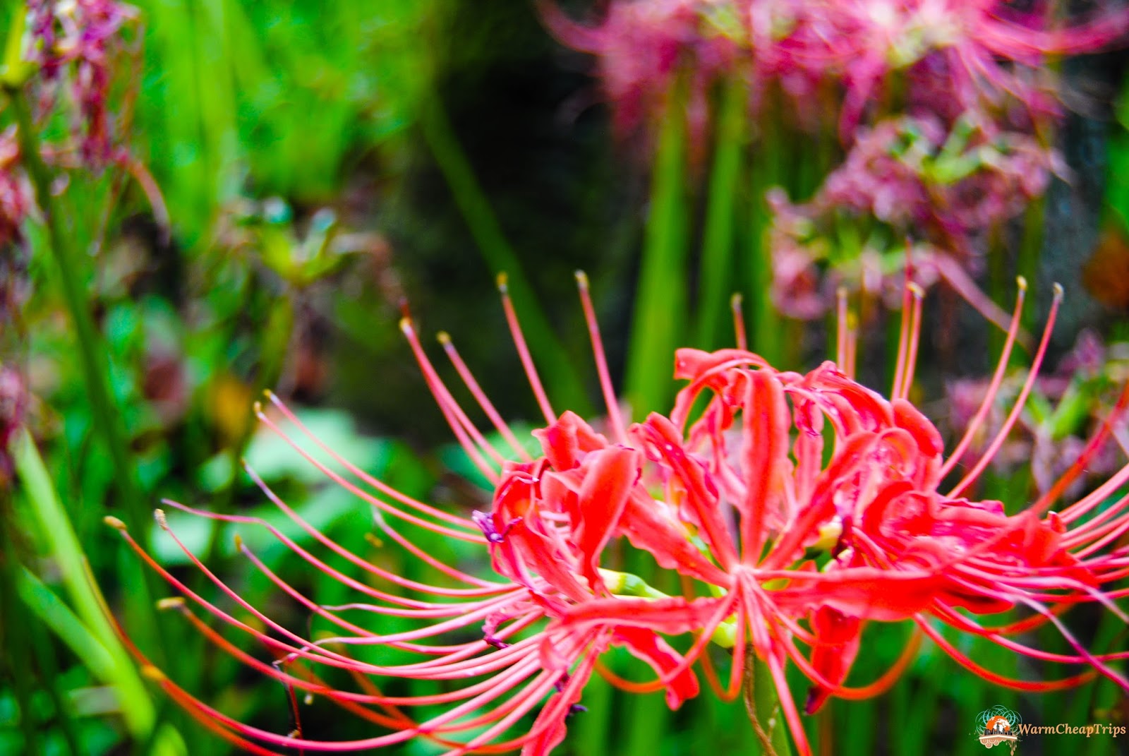 Red Spiderlily At Kinchakuda Manjushiage Park Warmcheaptrips