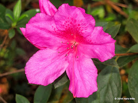 Azalea Blossom