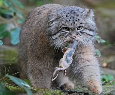 Pallas Cat Kucing Hantu Yang Hampir Punah