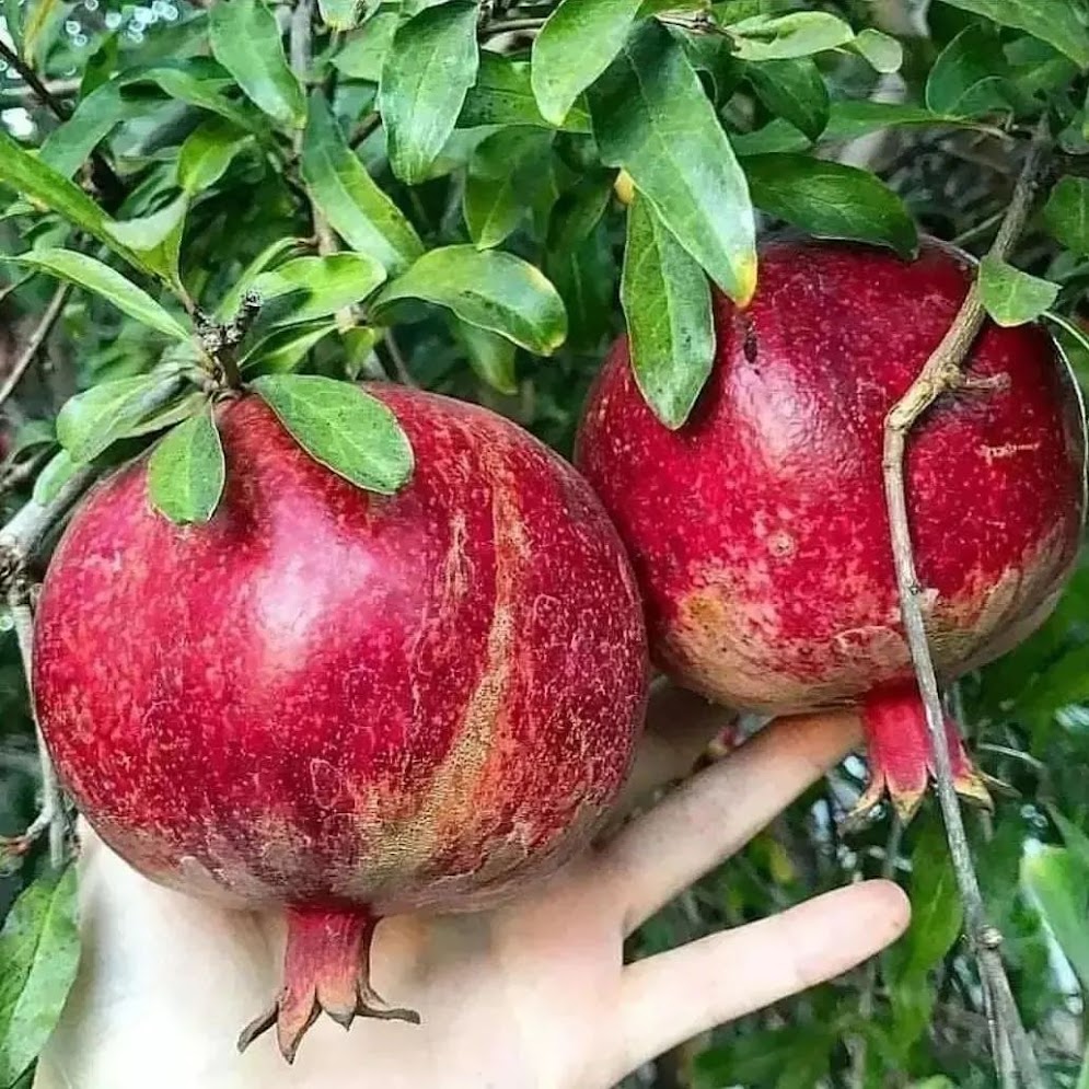 delima merah di bogor