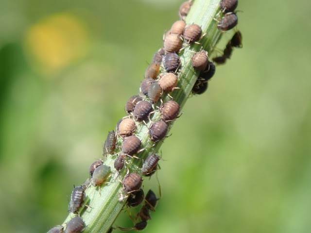 Aphis craccivora