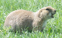 Cute Prairie Dog