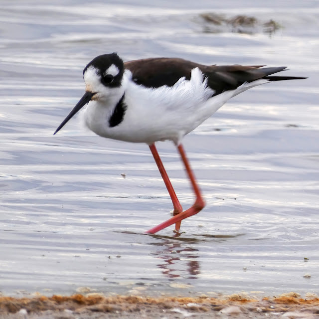 Black-necked Stilt Elk Grove Sacramento California Cosumnes River Preserve Bird Watching Fall Migration