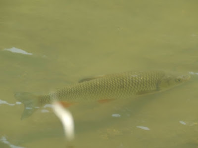 chub in Dunajec river