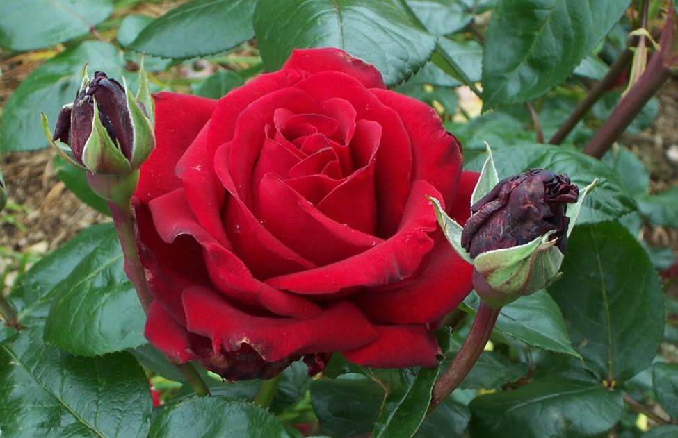 yogyamerah Mengenal Bunga  Potong Krisan Mawar  dan Gerbera