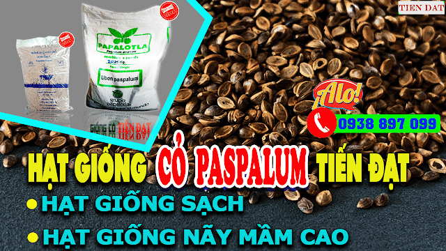 Giống cỏ ubon paspalum - Giống cỏ chịu ngập nước, đất chua phèn