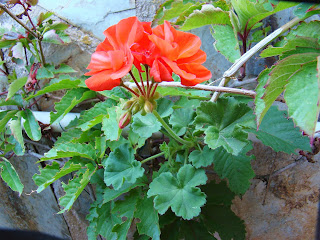 Geranios (Pelargonium zonale (L.) L'Hér. ex Aiton).