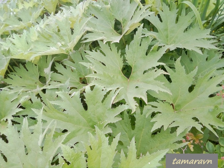 Белокопытник Татеваки (Petasites tatewakianus)