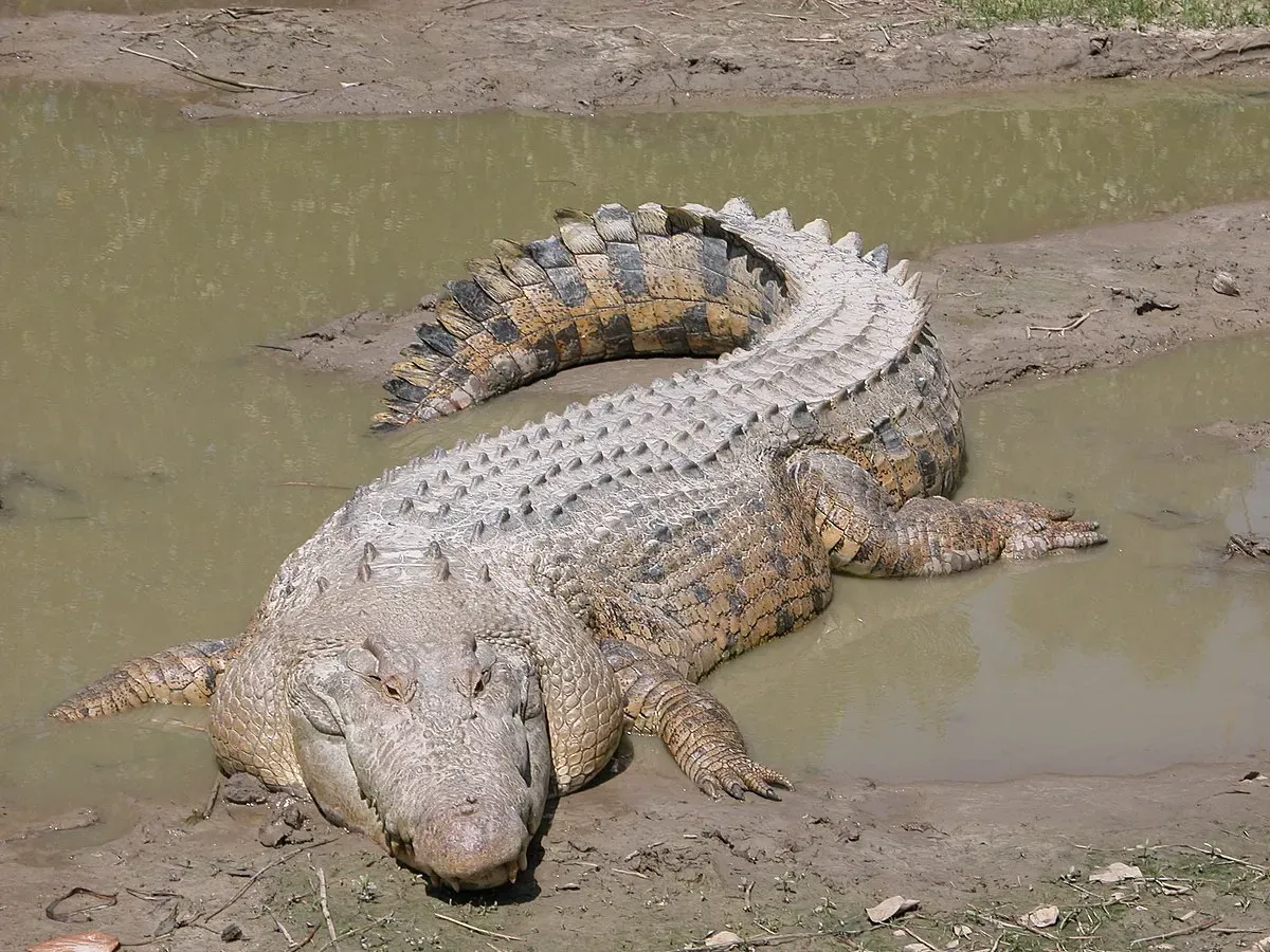 Endangered male Saltwater Crocodile in Sundarban