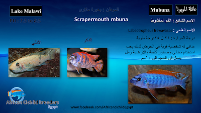 Scrapermouth mbuna