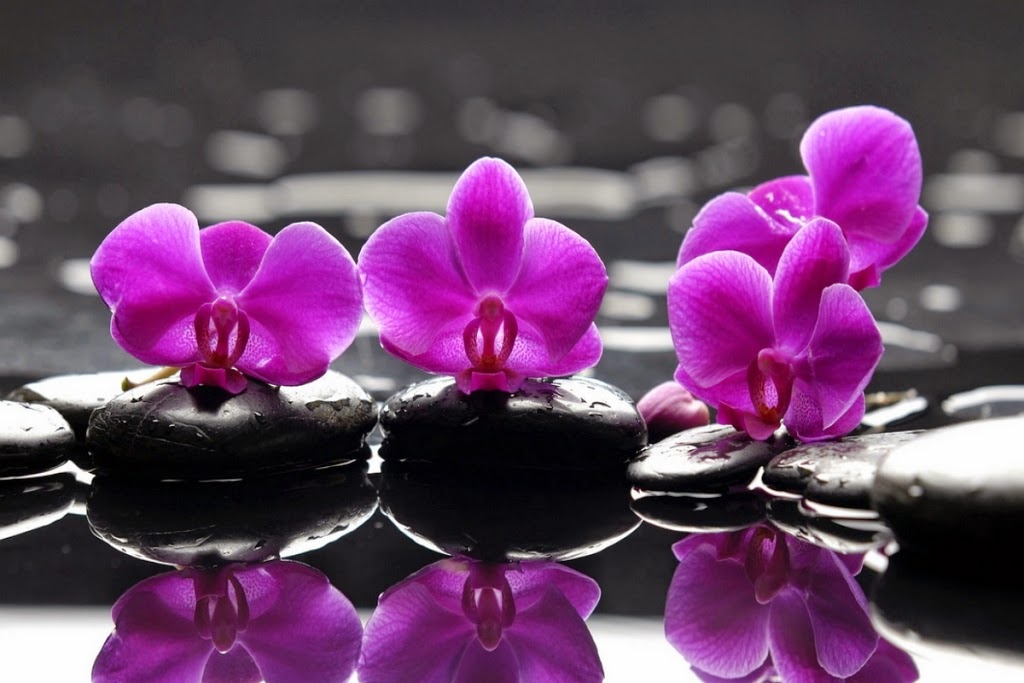 10 Gambar Bunga Warna Purple/Ungu/Violet | Gambar Top 10