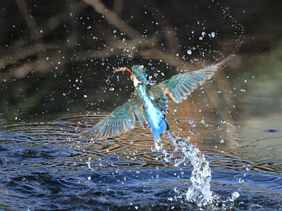 カワセミの水面飛出し1-2/4 黒目川Canon EOS R7にて撮影