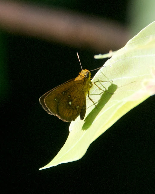 Chestnut Bob (Iambrix salsala salsala) 