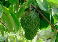 Benefits of Soursop Leaf To Diet Most Powerful