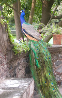 Peacock perched on a wall of the Dolores Olmedo Museum