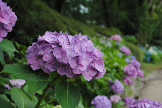 芭蕉の里くろばね紫陽花まつり2012