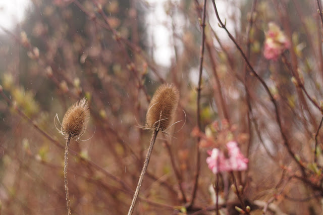 mini foxgloves cone babies and lichen