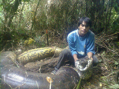 Anaconda gigante que teria matado 3 é morta na Bolívia