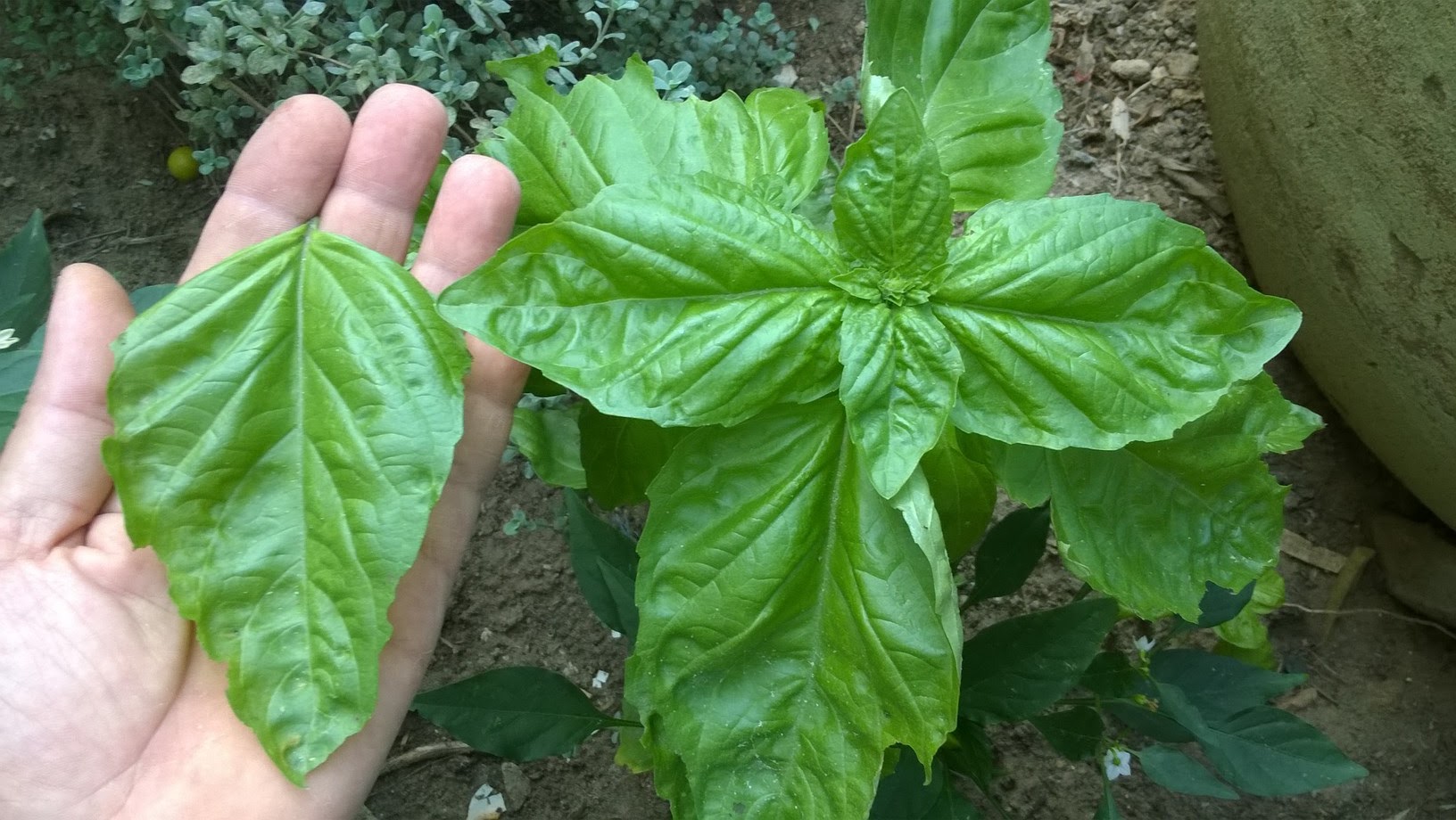 Sweet basil is the most popular and widely used culinary herb. It is a tender annual,aromatic plant with a spicy odor and flavor.  It grows 12-18 inches tall and foliage color can range from green to purple.  Foliage size can vary from large lettuce-like leaves to very small leaves, half inch in size.