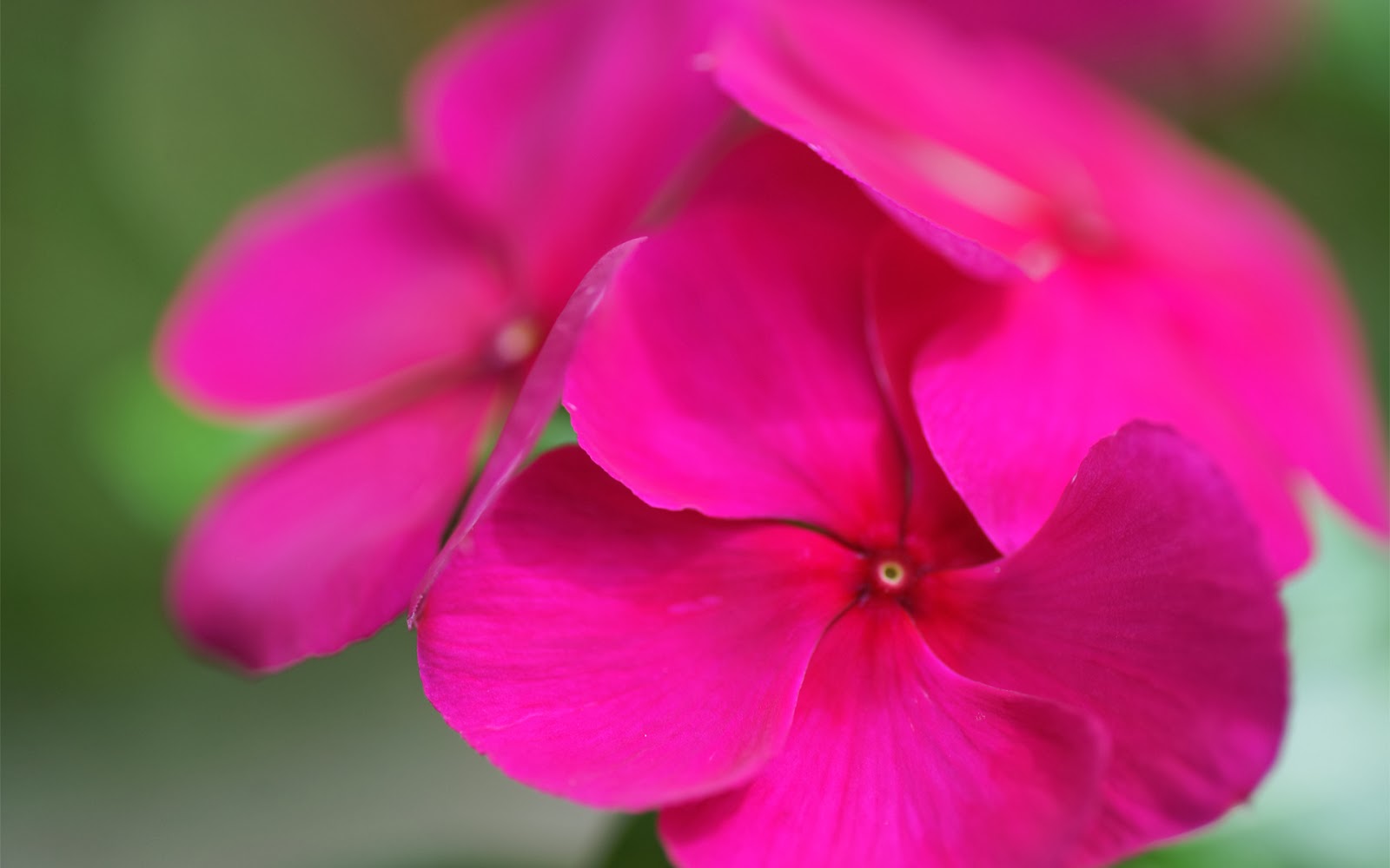 Colorful red white pink and blue flowers wallpaper all ...