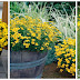 żółte Zwisające Kwiaty Balkonowe