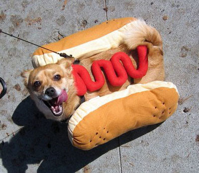  Does anyone want to eat of this hot dog? Well, you can have a bite if you can catch him.