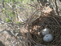 Cardinal Bird Eggs