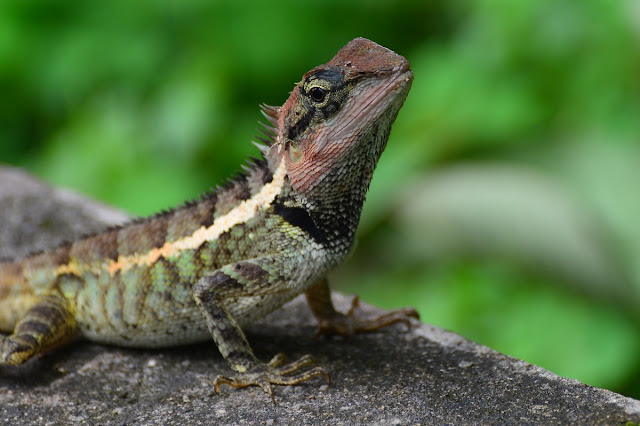 Calotes emma